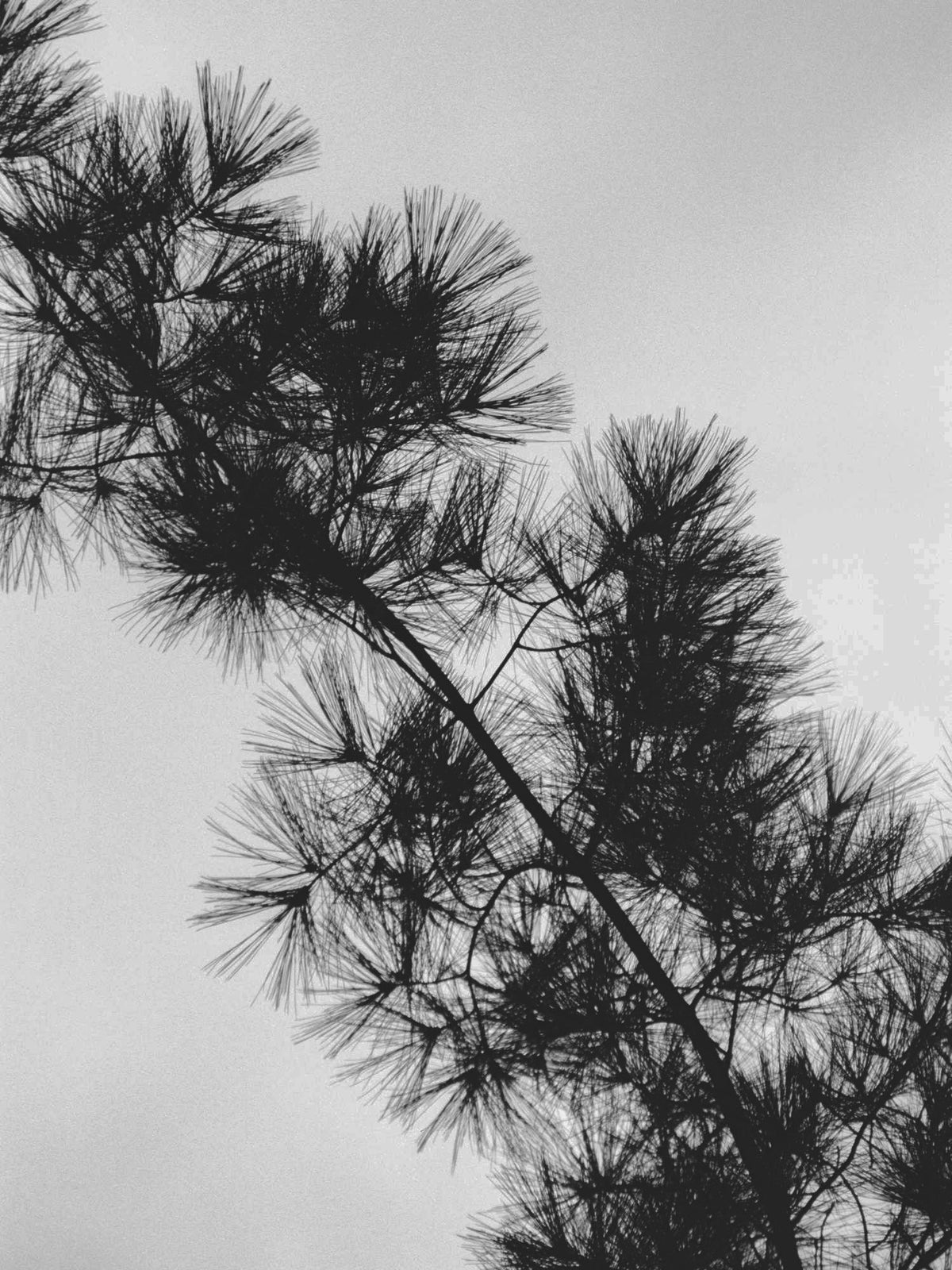 Pine Accord