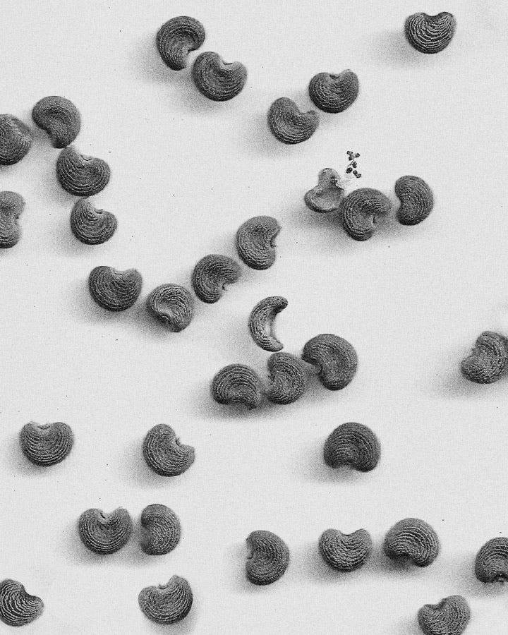 Ambrette Seed
