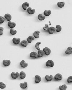 Ambrette Seed