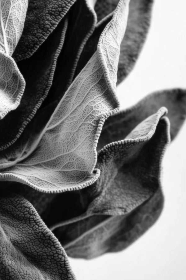 Clary Sage