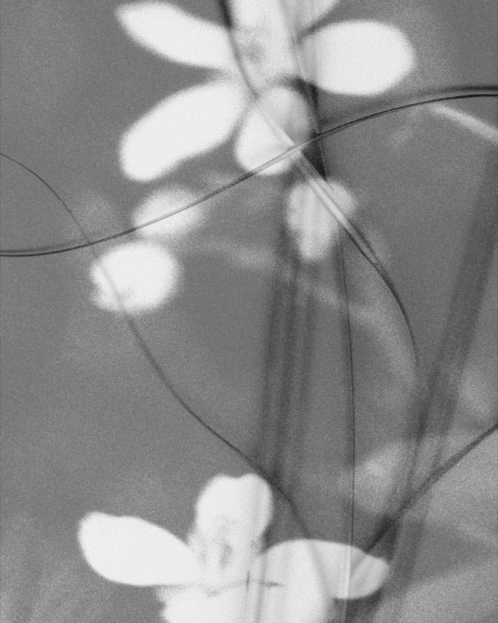 Jasmine Sambac
