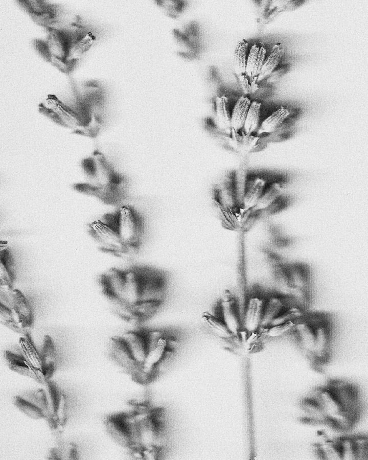 French Lavender