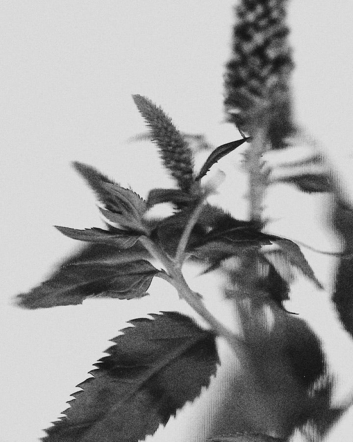Patchouli