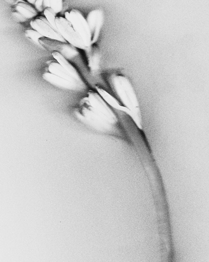 Tuberose