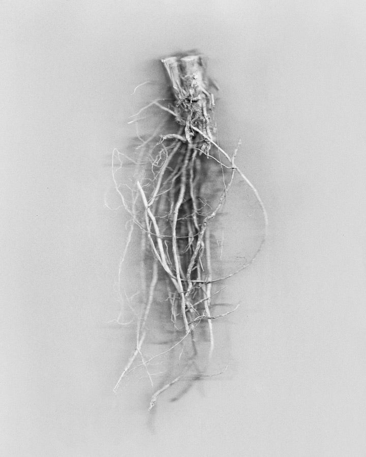 Haitian Vetiver