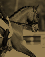 Canaan, the horse behind the fragrance