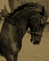 Durban Jane, the horse behind the fragrance