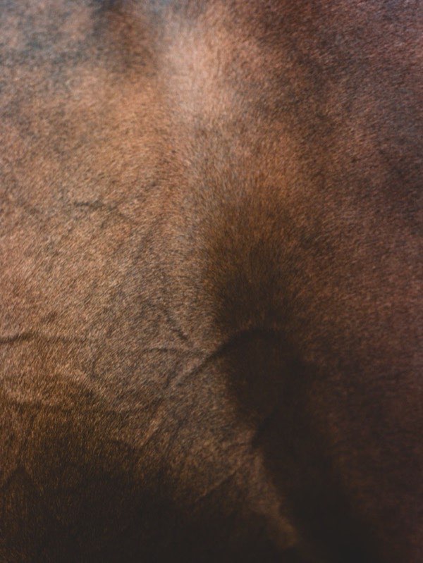 Rotano