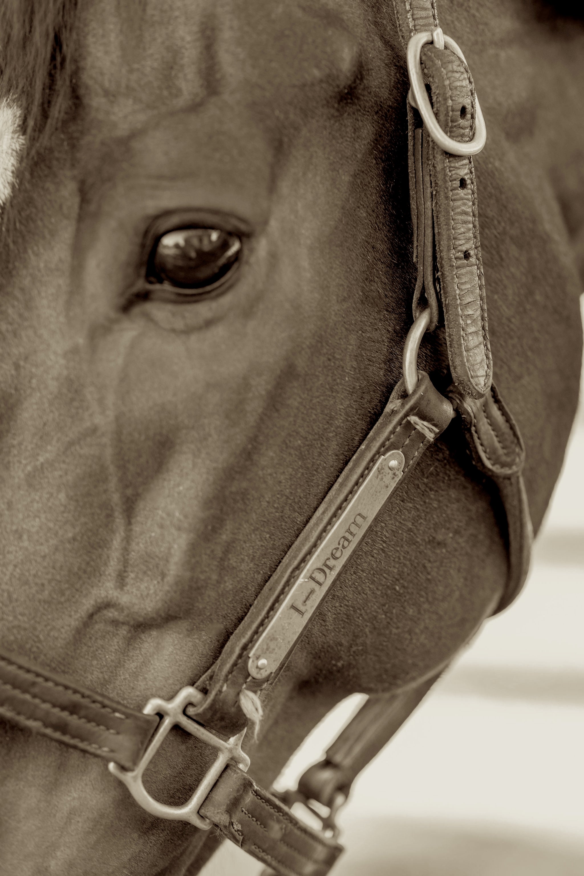 I—Dream, the horse behind the fragrance